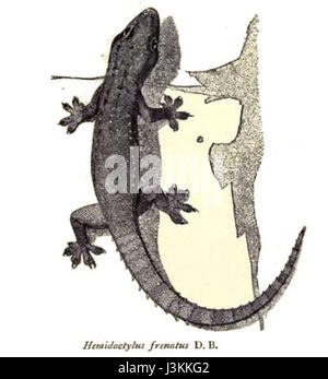 Hemidactylus frenatus, communément appelé gecko de maison, est une espèce de gecko que l'on trouve dans les régions tropicales. Reconnue pour son adaptabilité, elle habite souvent les habitations humaines et a une présence significative dans les milieux urbains et ruraux. Banque D'Images