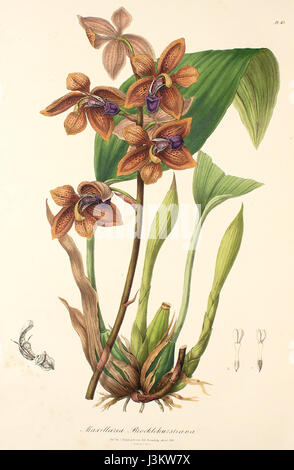 Houlletia brocklehurstiana brocklehurstiana (comme Maxillaria) Lindley Sertum pl. 43 (1838) Banque D'Images