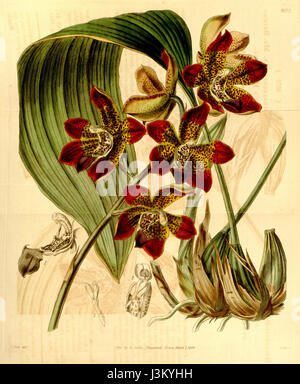 Brocklehurstiana Houlletia Curtis 704072 (1844) Banque D'Images