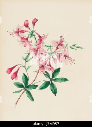 Houghton EDR 467 est une illustration botanique mettant en vedette le chèvrefeuille sauvage. L'image met en valeur la nature délicate et vibrante de cette plante, que l'on trouve couramment dans les régions tempérées, connue pour ses fleurs parfumées. L'illustration capture les détails du plantâ€™ dans sa forme naturelle, soulignant sa beauté et son rôle dans l'écosystème. Banque D'Images