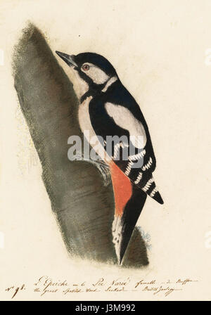 Mme Houghton am 21 (44) John James Audubon pic, Banque D'Images