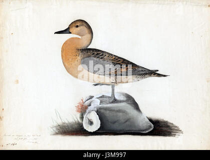 Mme Houghton am 21 (55) John James Audubon, American widgeon Banque D'Images