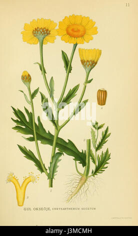 Glebionis segetum, communément appelé souci de maïs, est une espèce de plante à fleurs de la famille des Asteraceae. Il est originaire d'Europe et se trouve dans les champs et les bords de route, souvent considéré comme une mauvaise herbe dans les milieux agricoles. Banque D'Images