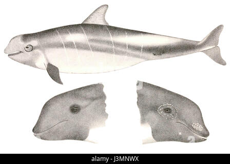*Grampus griseus*, également connu sous le nom de dauphin Rissoâ€™s, est une espèce identifiée et décrite par Edward Drinker Cope. Ce mammifère marin est connu pour ses caractéristiques distinctives, comme un corps robuste et une couleur grisâtre. Banque D'Images