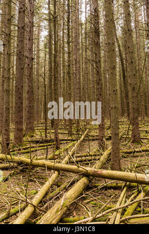 Une forêt dense d'arbres de l'épinette de Norvège, jonchée d'arbres tombés, sur le sentier en boucle creux Kelly dans les Catskills Mountains of New York Banque D'Images