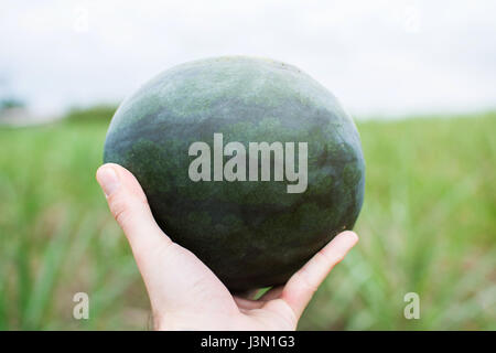 Les agriculteurs hands holding fresh watermelon dans le domaine Banque D'Images