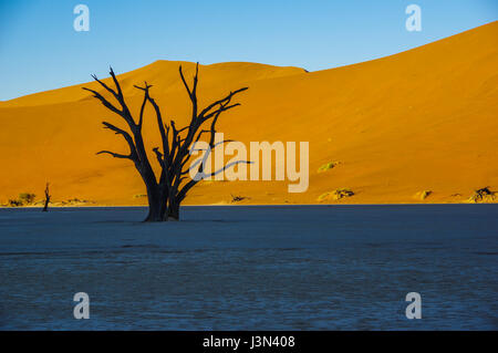 Deadvlei au lever du soleil Banque D'Images