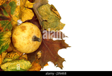 Petite citrouille décorative sur les feuilles d'automne multicolore. Isolé sur fond blanc avec l'exemplaire de l'espace. Vue de dessus. Banque D'Images