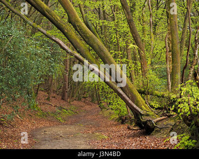 Feuillage vert frais se penchant sur les hêtres forestiers au printemps à Surrey, England UK Banque D'Images