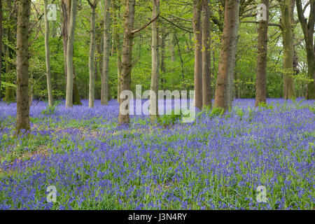 Tapis de fleurs dans les bois bluebell, Medstead, Hampshire, Angleterre, Royaume-Uni. Banque D'Images