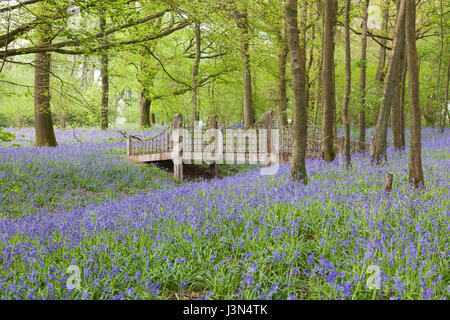 Bluebell flowers de Woodland, Medstead, Hampshire, Angleterre, Royaume-Uni. Banque D'Images