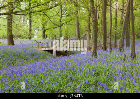 Bluebell flowers de Woodland, Medstead, Hampshire, Angleterre, Royaume-Uni. Banque D'Images