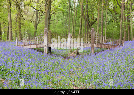 Bluebell flowers de Woodland, Medstead, Hampshire, Angleterre, Royaume-Uni. Banque D'Images