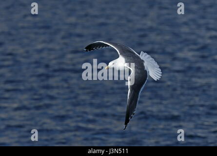 Goéland vineuse (Larus schistisagus) adulte en vol Rausu, Hokkaido, Japon Mars Banque D'Images