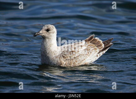 Goéland vineuse (Larus schistisagus) d'abord la natation hivernale dans la région de Harbour Rausu, Hokkaido, Japon Mars Banque D'Images