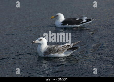 Goéland vineuse (Larus schistisagus) premier hiver et piscine pour adultes dans la région de Harbour Rausu, Hokkaido, Japon Mars Banque D'Images