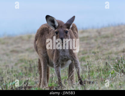 Kangourou sauvage regardant droit dans la caméra à Deep Creek Conservation Park en Australie du Sud. Deep Creek est situé dans la péninsule de Fleurieu Peninsul Banque D'Images