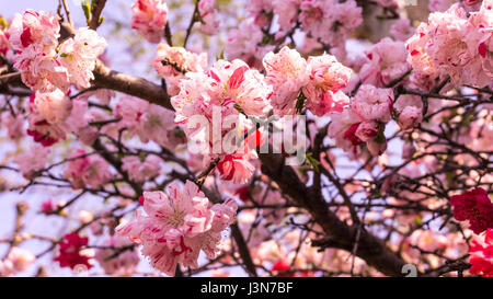 Fond Sakura au printemps à Tokyo Japon Banque D'Images