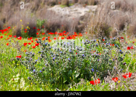 Printemps prairie avec des fleurs bleues et rouges en fleurs Banque D'Images