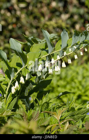 La fin du printemps les fleurs et les tiges de la foiiaged lily Solomon's seal, Polygonatum x hybridum Banque D'Images