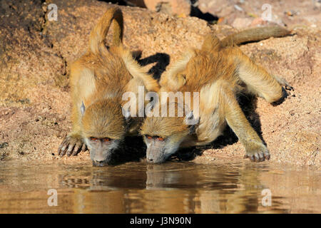 Baerenpavian, Papio ursinus, Kasane, Botswana, Chobe River, rivière Chobe National Park, Afrika Banque D'Images