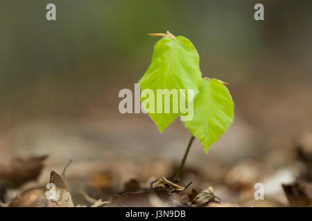 Buchenkeimling, Buchecker, Ruegen, Mecklenburg-Vorpommern, Allemagne, Fagus sylvatica, Banque D'Images