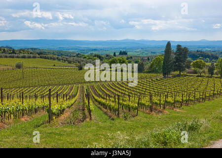 Vignoble, vigne, vignes, Chianti, Toscane, Italie, Europe Banque D'Images