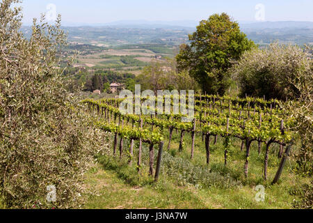 Vignoble, Chianti, Toscane, Italie, Europe, le Chianti Banque D'Images