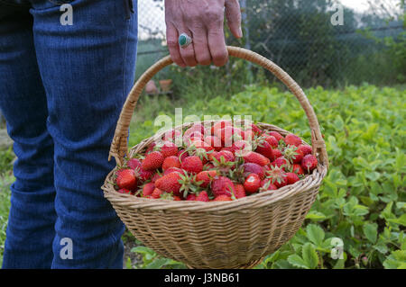 Montpellier, en Occitanie, en France. 5 mai, 2017. La récolte des fraises dans un potager biologique dans le sud de la France. Credit : Digitalman/Alamy Live News Banque D'Images