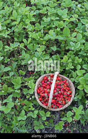 Montpellier, en Occitanie, en France. 5 mai, 2017. La récolte des fraises dans un potager biologique dans le sud de la France. Credit : Digitalman/Alamy Live News Banque D'Images