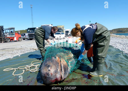 Kyrkesund, Suède. 6 mai, 2017. Les scientifiques mesurent un sec, globicéphale dans Kyrkesund, Suède, 6 mai 2017. Les 5,28 mètres de long homme whale est disséqué sur les lieux. Son crâne et os ont été envoyés à la musée maritime allemand pour approfondir l'analyse. (À L'ATTENTION DES RÉDACTEURS : usage éditorial uniquement/Crédits obligatoires) Photo : Stiftung Deutsches Meeresmuseum/dpa/Alamy Live News Banque D'Images