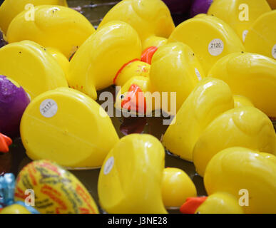 Cour Ewell, Epsom, Surrey, UK. 6 mai, 2017. La course de canards annuel de bienfaisance le long de la rivière dans Hogsmill Ewell Surrey. Un amusant et bien soutenu l'événement de famille locaux au profit de l'Hôpital d'Epsom Ward pour enfants. Credit : Julia Gavin UK/Alamy Live News Banque D'Images