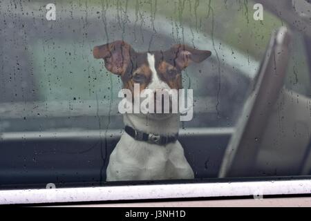 Au Maryland, aux États-Unis. 6 mai, 2017 : un chien (Canis lupus familiaris) unnatended gauche et verrouillé dans une voiture par un jour pluvieux mais chaleureux. Credit : Jeramey Légende/Alamy Live News Banque D'Images