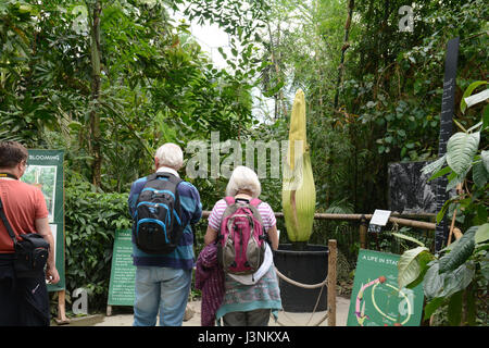 Eden Project, Cornwall, UK. 7 mai 2017. Le géant de l'Arum Titan, ou usine de cadavre, à l'Eden Project, est sur le point de 'fleur' qui laisse échapper une odeur de chair en putréfaction. Le nom latin est Amorphophallus titanium et produit la plus grande structure à fleurs inflorescence ( ) jusqu'à 3m. Crédit : Simon Maycock/Alamy Live News Banque D'Images