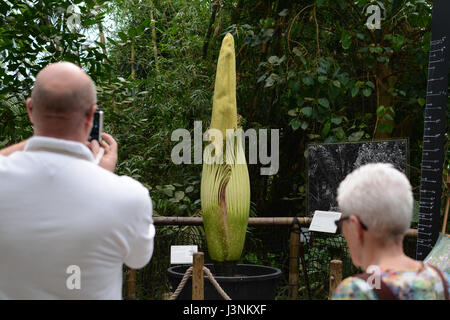 Eden Project, Cornwall, UK. 7 mai 2017. Le géant de l'Arum Titan, ou usine de cadavre, à l'Eden Project, est sur le point de 'fleur' qui laisse échapper une odeur de chair en putréfaction. Le nom latin est Amorphophallus titanium et produit la plus grande structure à fleurs inflorescence ( ) jusqu'à 3m. Crédit : Simon Maycock/Alamy Live News Banque D'Images