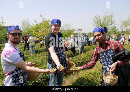 Qingdao, Chine, la province de Shandong. 7 mai, 2017. Les étudiants étrangers dans les feuilles de thé sélection Haiqing Canton de Qingdao, province de Shandong en Chine orientale, le 7 mai 2017. Quatre-vingt-dix étudiants étrangers de l'Université du Pétrole de la Chine et Shandong University of Science and Technology a pris part à une activité Le dimanche de faire l'expérience de la culture du thé Chinois traditionnel. Credit : Liu Jishun/Xinhua/Alamy Live News Banque D'Images