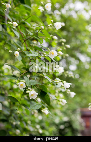 Jasmine flowers in garden Banque D'Images