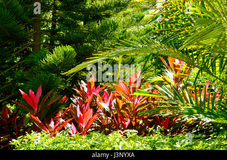 Hawaiian Ti Plant nom Latin Cordyline terminalis entouré par d'autres plantes vertes Banque D'Images