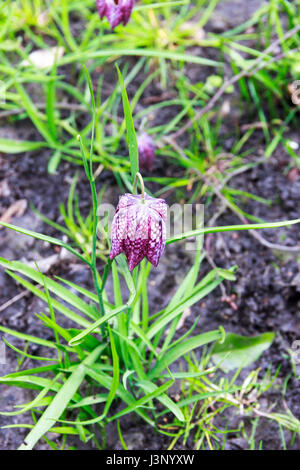 Close up de tête du serpent Fritillaries Banque D'Images