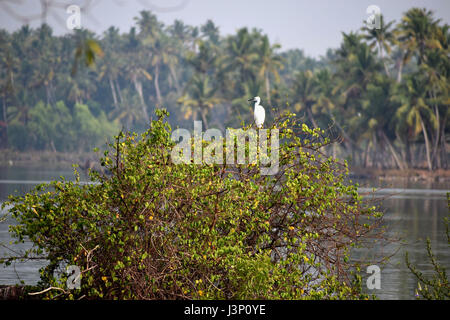 Une cigogne sur le haut d'un arbre près de la Backwaters du Kerala Banque D'Images