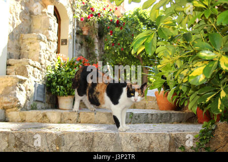 Domesting cat, calicot, tricolore, debout sur les escaliers dans un vieux village romantique Banque D'Images