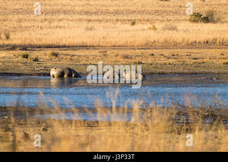 Troupeau d'hippopotames au bord de la rivière de Pilanesberg National Park, Afrique du Sud. Safari dans la faune. Animaux dans la nature Banque D'Images