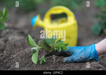 La plantation de plants de fraises femme sur le terrain, processus de travail Banque D'Images