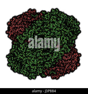 Globules rouges humains catalase. Cellule protège contre les dégâts causés par les espèces réactives de l'oxygène (ROS). Montré que les atomes de sphères. L'homo-tétramère, 2 chaînes gree ombragée Banque D'Images