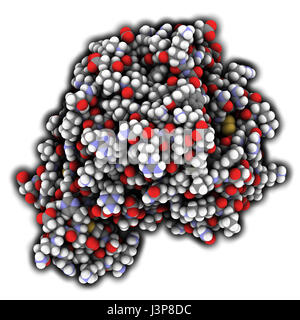 Le facteur Xa de la coagulation du sang. Jouent un rôle dans la coagulation et la thrombose. Montré que les atomes de sphères de couleur. Banque D'Images