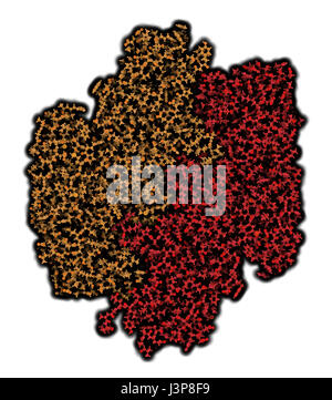 Facteur XIII de coagulation (FXIII, sous-unités), une structure moléculaire. Après l'activation de la fibrine de liaisons transversales à FXIIIa par la thrombine. Montré que les atomes de sphères. Co Banque D'Images