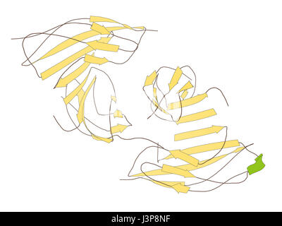 Type III de la fibronectine (Irisin domain-containing protein 5) de protéines. Myokine indiqué pour favoriser la conversion du blanc au brun le tissu adipeux. Modèle cartoon, se Banque D'Images