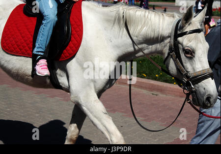 Cheval blanc roule sur un bébé Banque D'Images