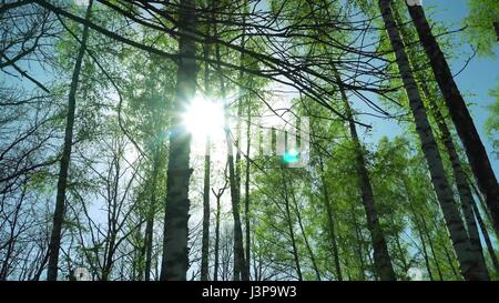 Beau Coucher de soleil sur la forêt à Koursk. Banque D'Images