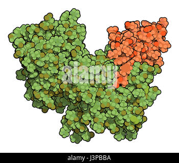 La subtilisine kexin proprotéine convertase PCSK9 (type 9) de protéines. Cible de nombreuses Présentation de cholestérol abaissant des drogues. Les atomes sont représentés comme des Banque D'Images